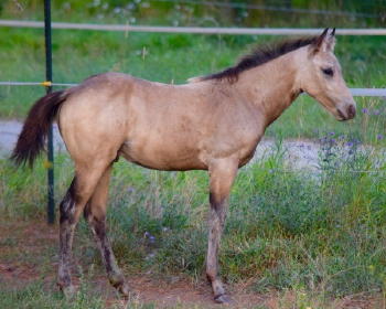 Buckskin Colt